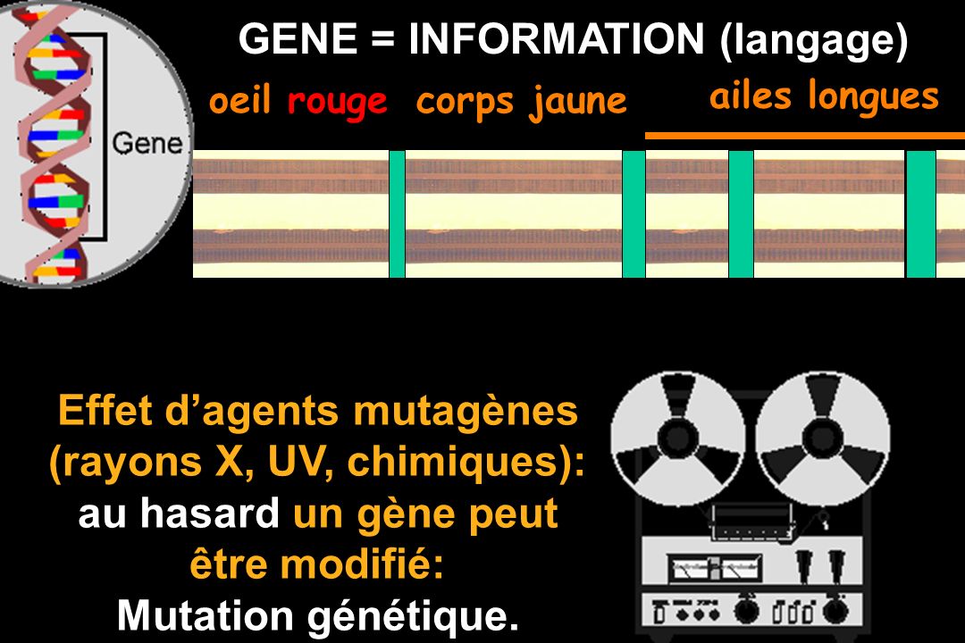 GENE = INFORMATION (langage)