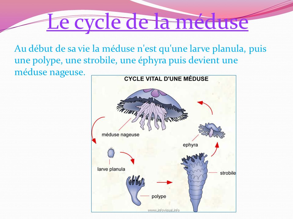 Le cycle de la méduse