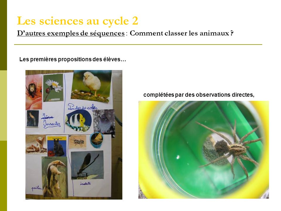 Les sciences au cycle 2 D’autres exemples de séquences : Comment classer les animaux