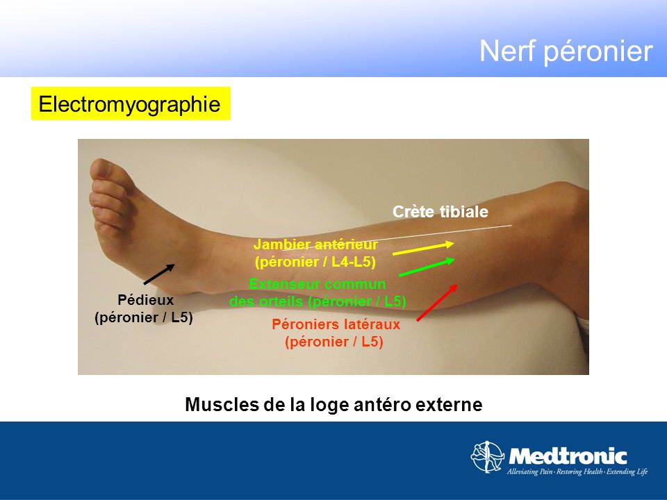 des orteils (péronier / L5) Muscles de la loge antéro externe