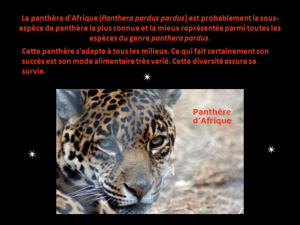 La panthère d Afrique (Panthera pardus pardus) est probablement la sous-espèce de panthère la plus connue et la mieux représentée parmi toutes les espèces du genre panthera pardus.