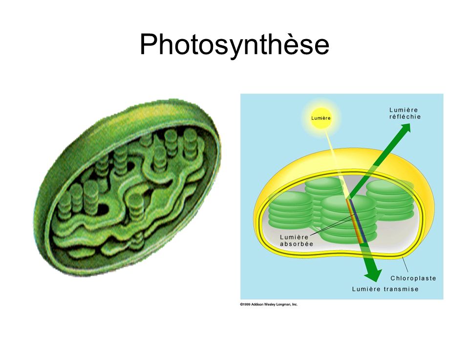 Photosynthèse
