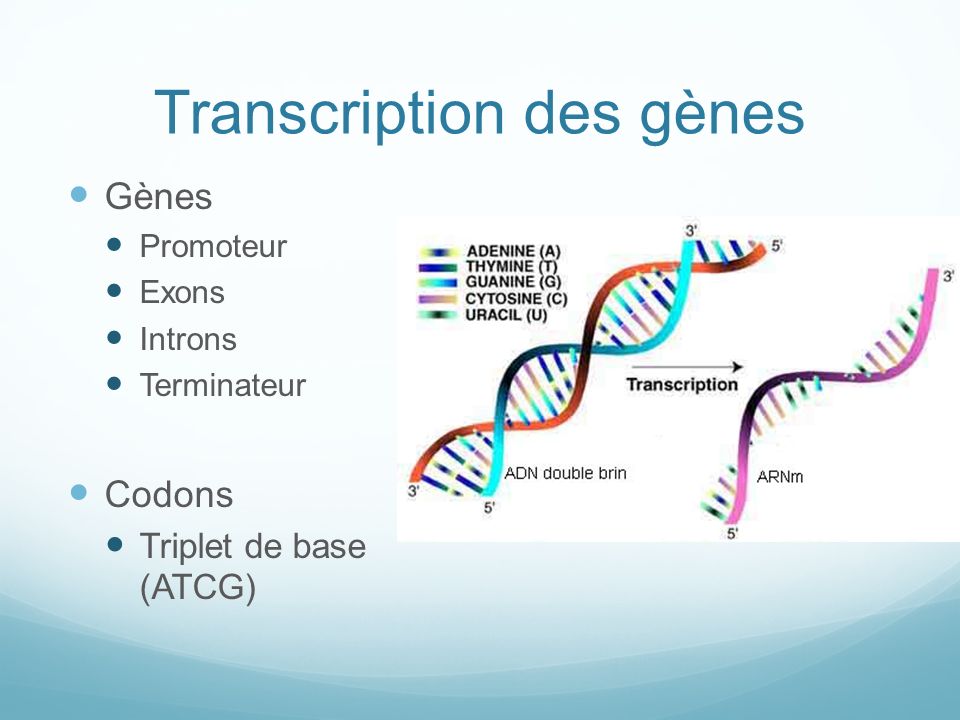Transcription des gènes
