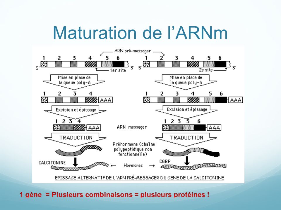 Maturation de l’ARNm 1 gène = Plusieurs combinaisons = plusieurs protéines !