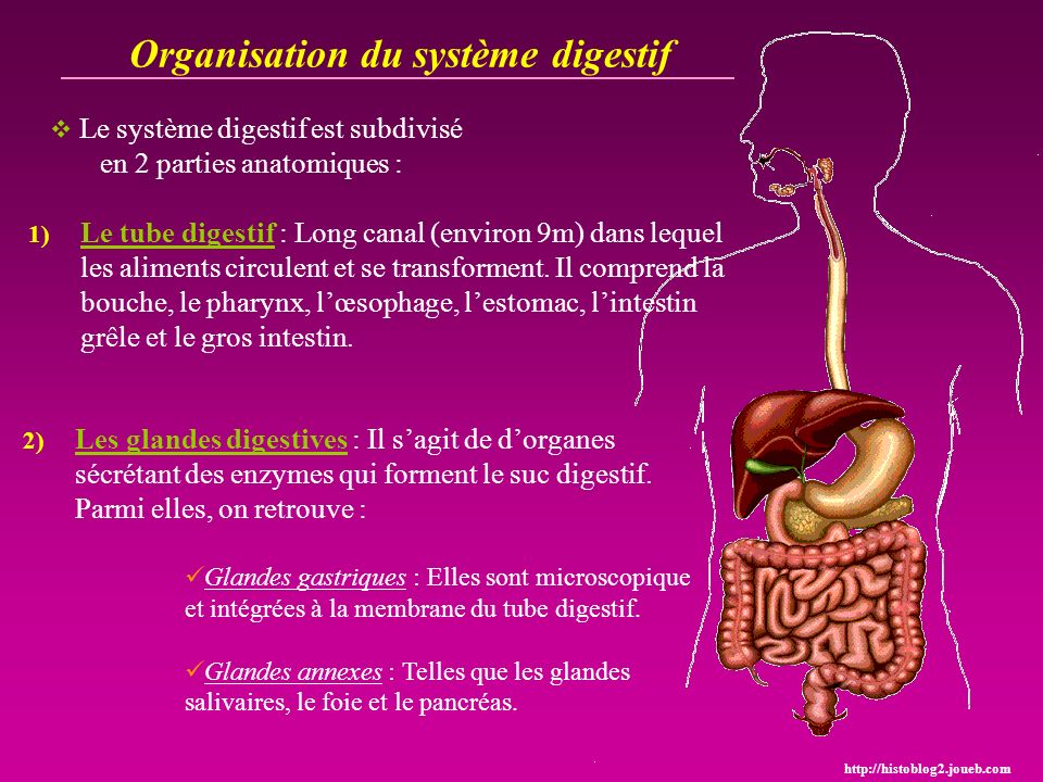 Organisation du système digestif