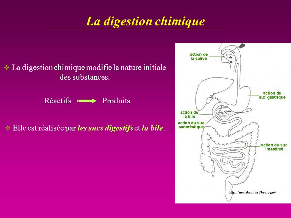 La digestion chimique La digestion chimique modifie la nature initiale des substances. Réactifs Produits.