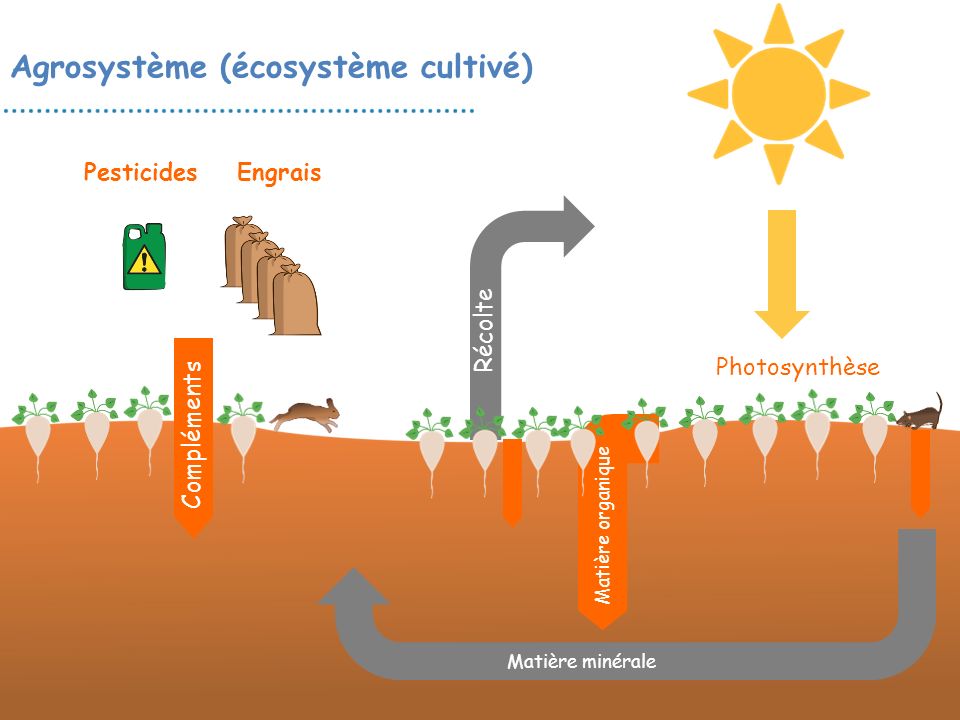 Agrosystème (écosystème cultivé)