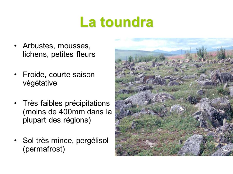 La toundra Arbustes, mousses, lichens, petites fleurs