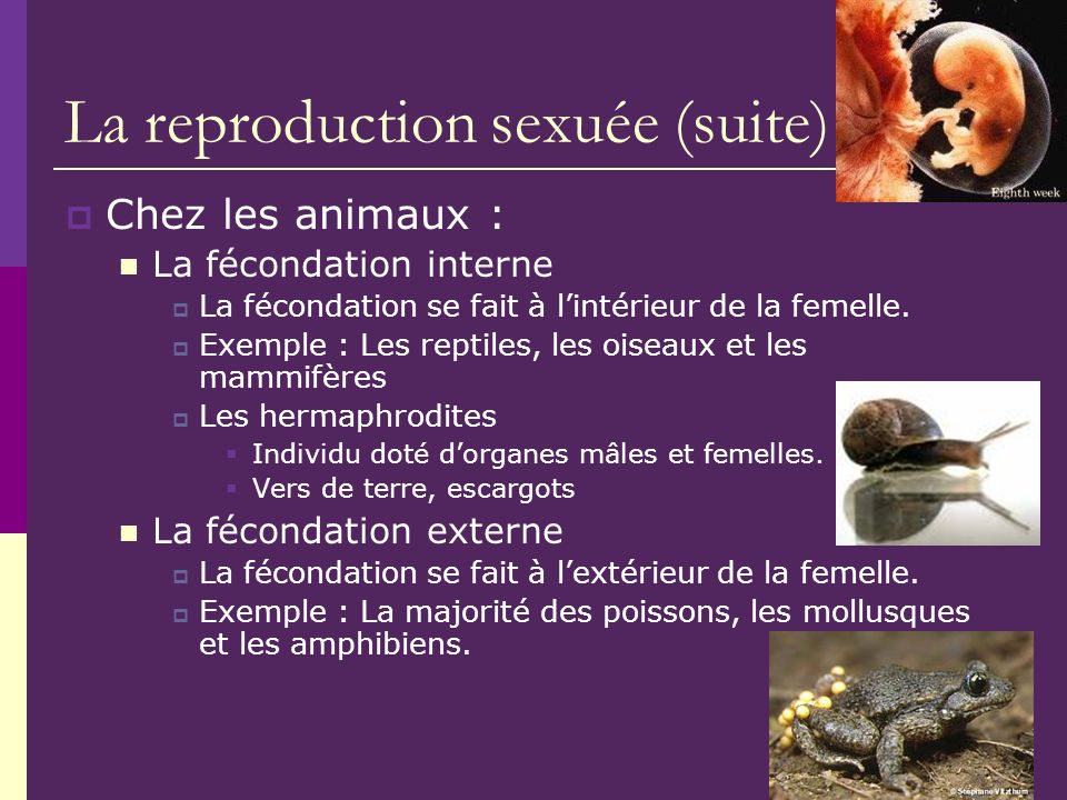 La reproduction sexuée (suite)