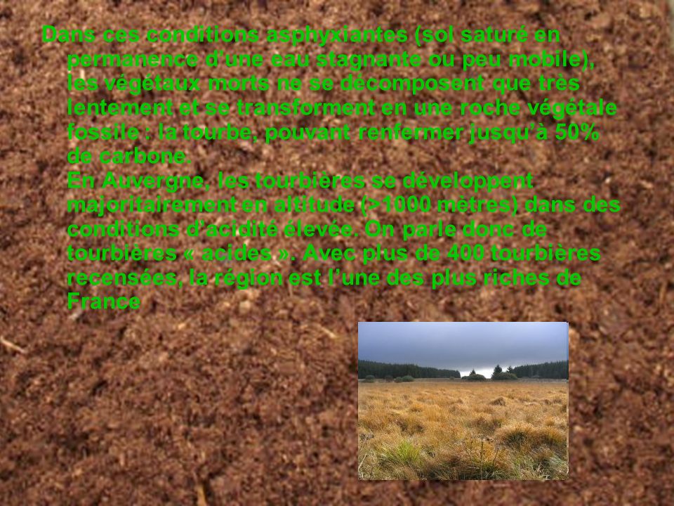 Dans ces conditions asphyxiantes (sol saturé en permanence d’une eau stagnante ou peu mobile), les végétaux morts ne se décomposent que très lentement et se transforment en une roche végétale fossile : la tourbe, pouvant renfermer jusqu’à 50% de carbone. En Auvergne, les tourbières se développent majoritairement en altitude (>1000 mètres) dans des conditions d’acidité élevée. On parle donc de tourbières « acides ». Avec plus de 400 tourbières recensées, la région est l’une des plus riches de France