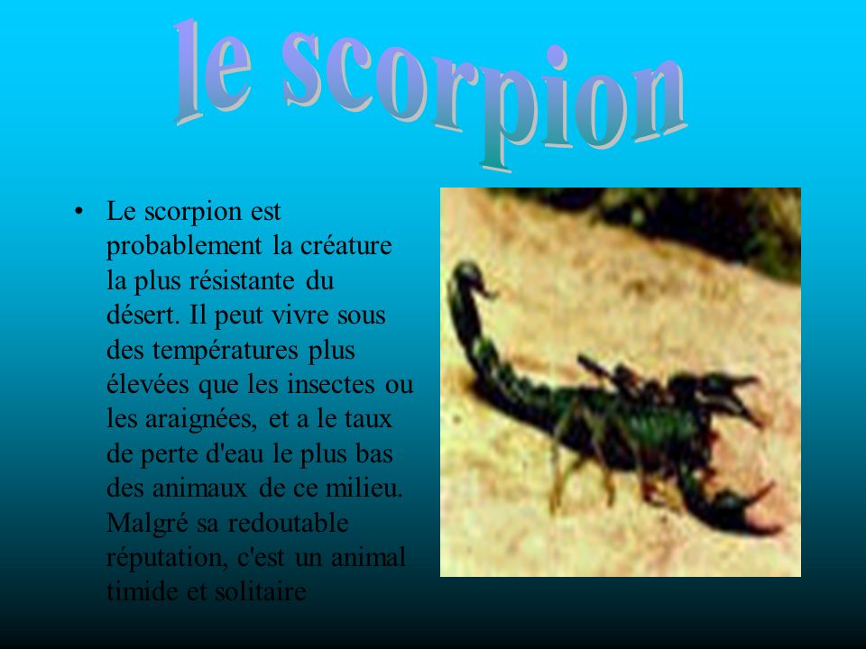 le scorpion