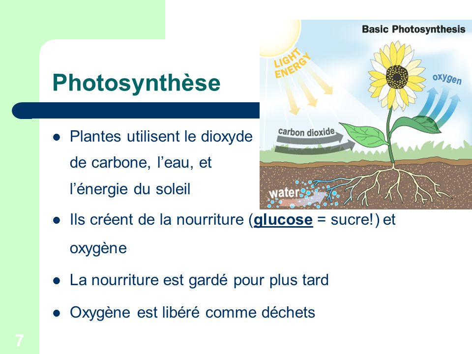 Photosynthèse Plantes utilisent le dioxyde de carbone, l’eau, et