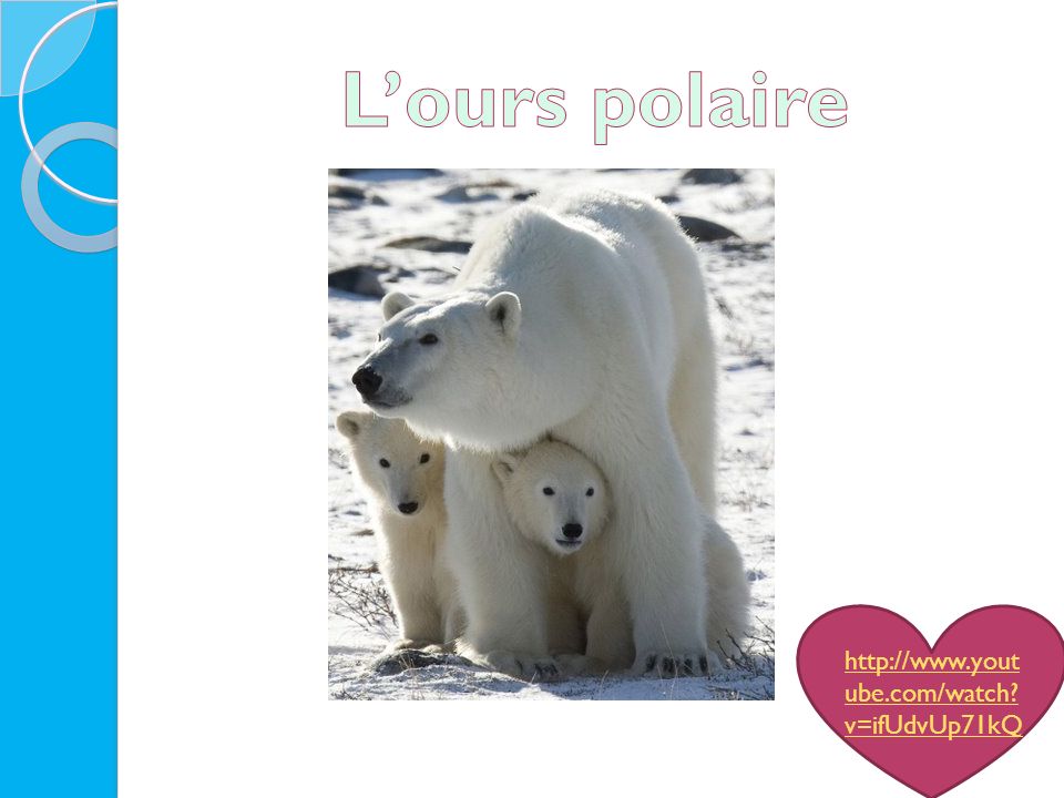 L’ours polaire   v=ifUdvUp71kQ