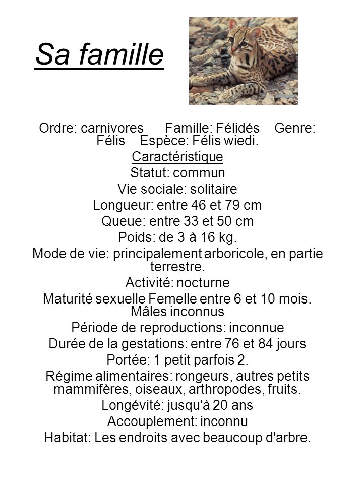 Sa famille Ordre: carnivores Famille: Félidés Genre: Félis Espèce: Félis wiedi. Caractéristique.