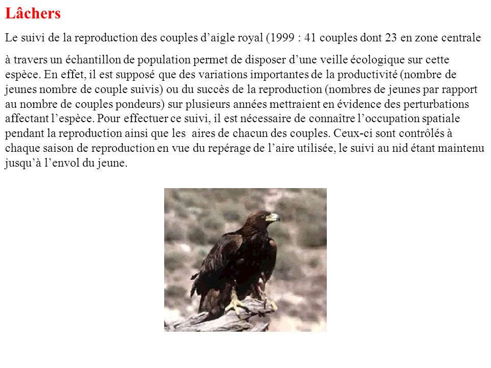 Lâchers Le suivi de la reproduction des couples d’aigle royal (1999 : 41 couples dont 23 en zone centrale.