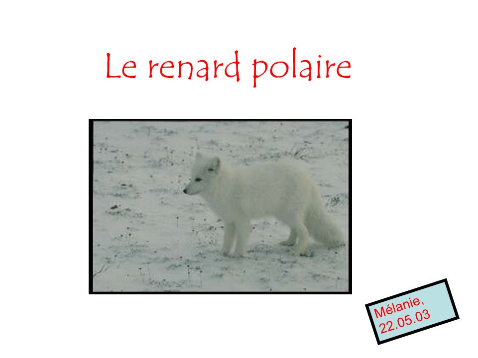 Le renard polaire Mélanie,