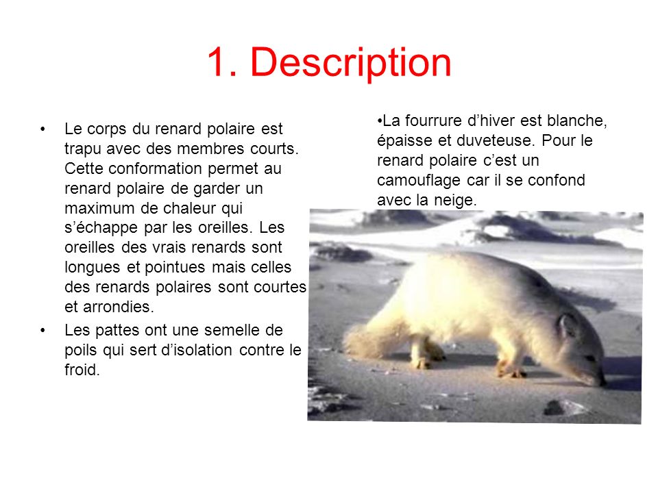 1. Description La fourrure d’hiver est blanche, épaisse et duveteuse. Pour le renard polaire c’est un camouflage car il se confond avec la neige.