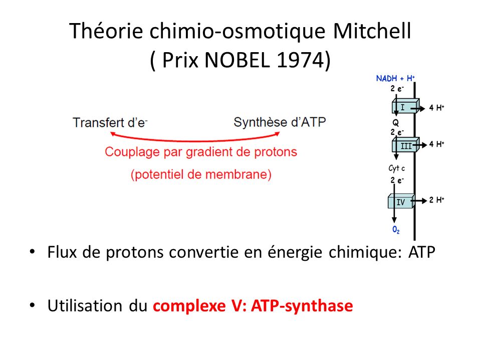 Théorie chimio-osmotique Mitchell ( Prix NOBEL 1974)