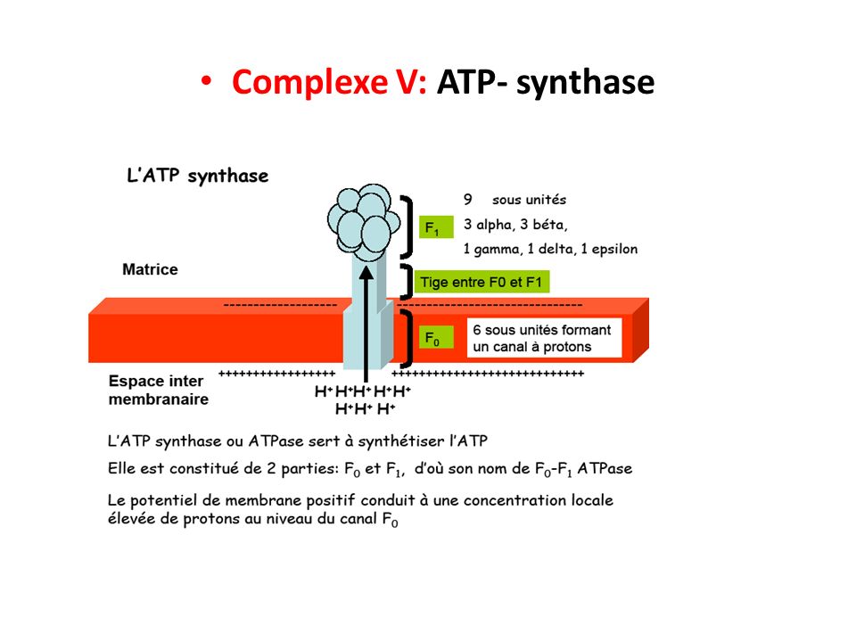 Complexe V: ATP- synthase