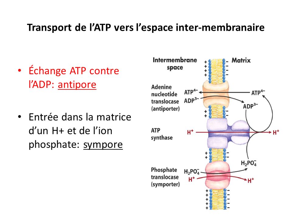 Transport de l’ATP vers l’espace inter-membranaire