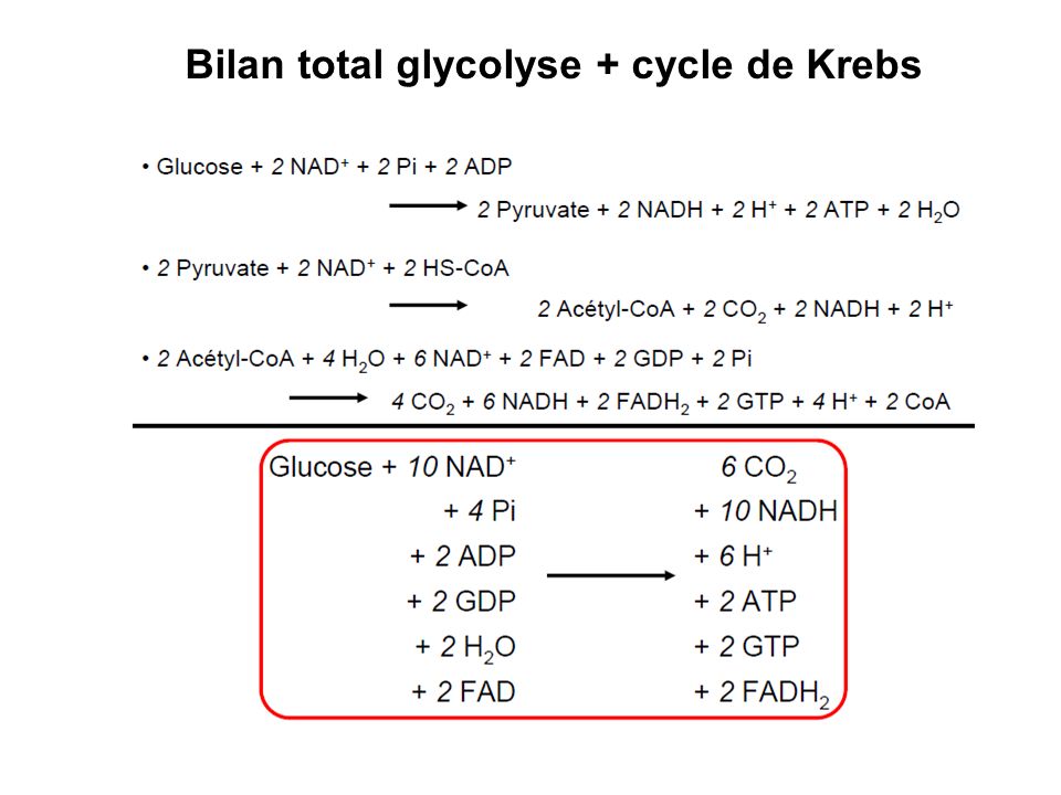 Bilan total glycolyse + cycle de Krebs