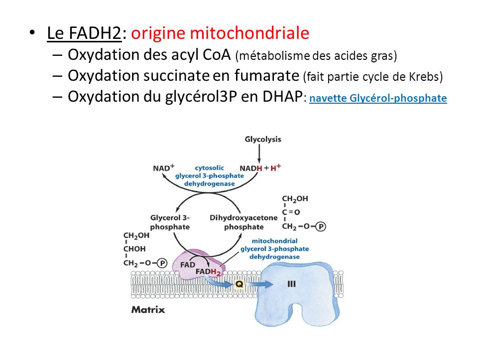 Le FADH2: origine mitochondriale