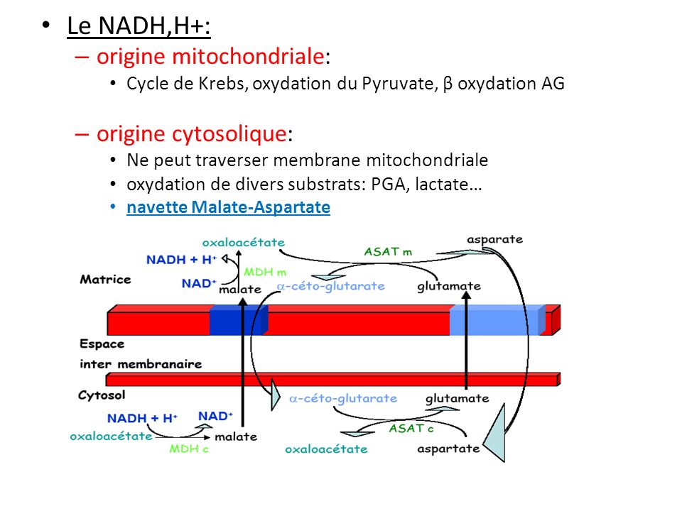 Le NADH,H+: origine mitochondriale: origine cytosolique: