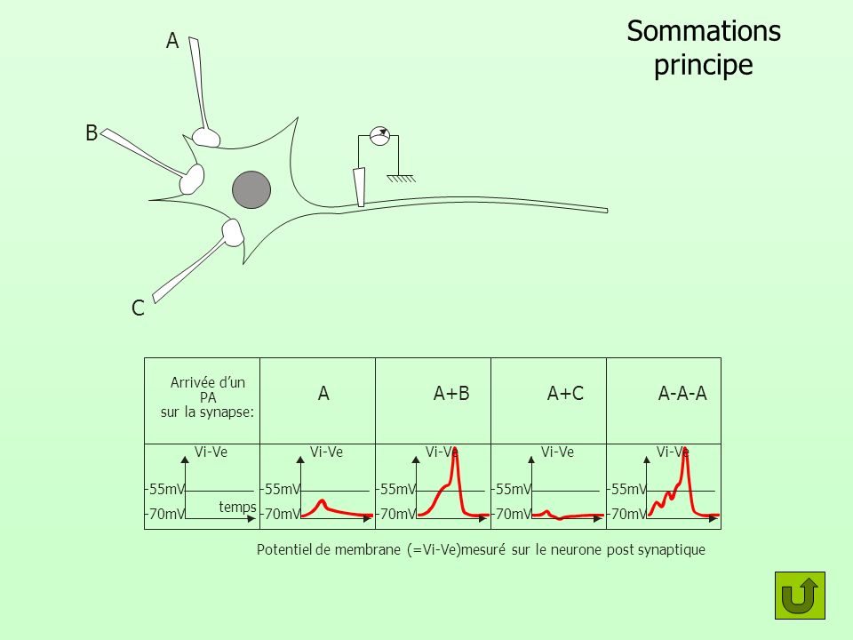 Potentiel de membrane (=Vi-Ve)mesuré sur le neurone post synaptique
