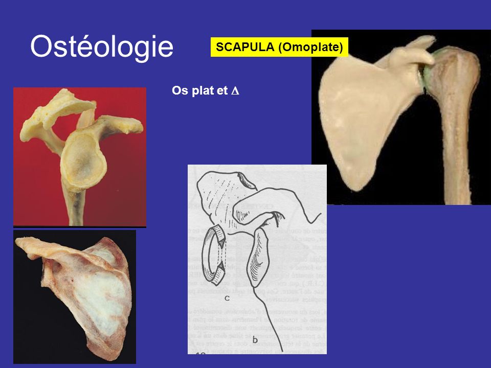Ostéologie SCAPULA (Omoplate) Os plat et D