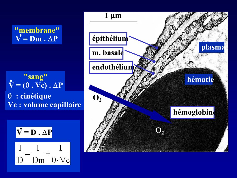 1 µm membrane V = Dm . DP. épithélium. plasma. m. basale. endothélium. sang V = ( . Vc) . DP.