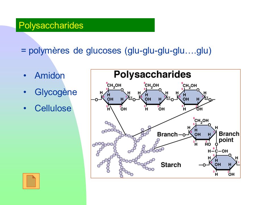 Polysaccharides = polymères de glucoses (glu-glu-glu-glu….glu) Amidon Glycogène Cellulose