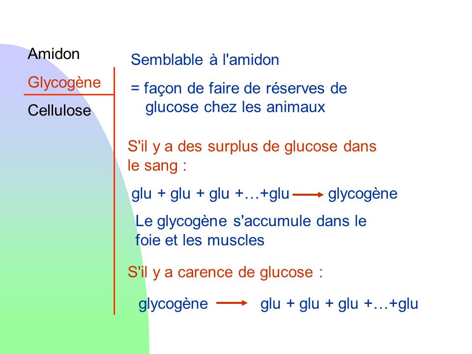 Amidon Glycogène. Cellulose. Semblable à l amidon. = façon de faire de réserves de glucose chez les animaux.
