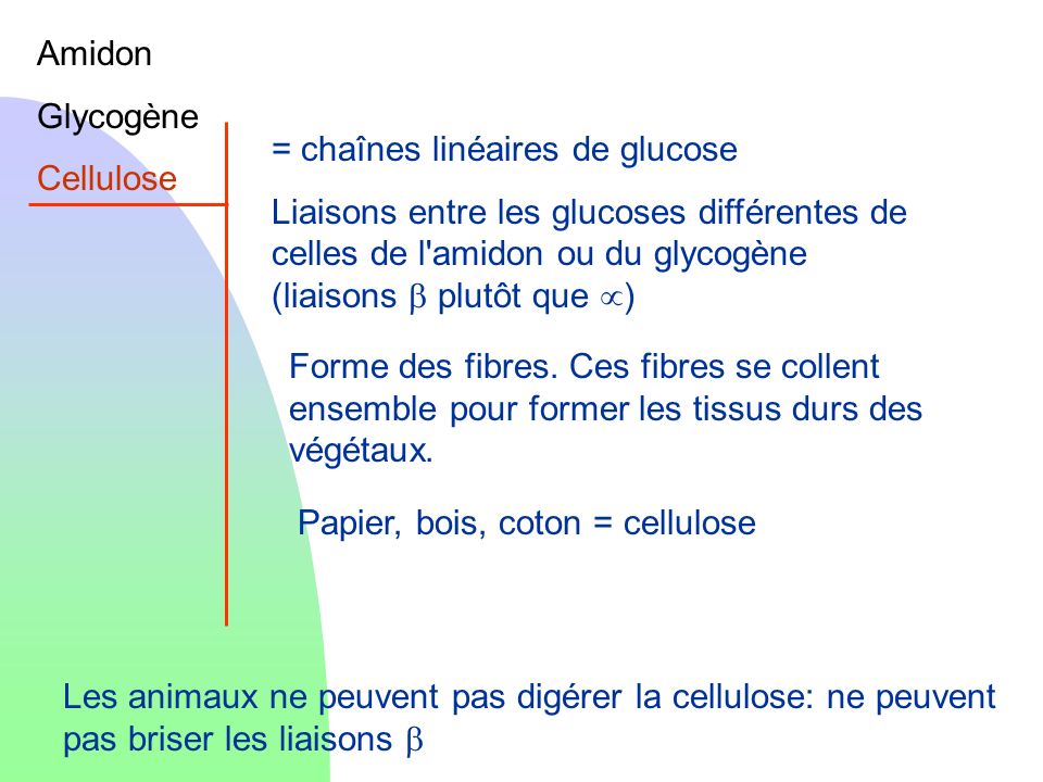 Amidon Glycogène. Cellulose. = chaînes linéaires de glucose.