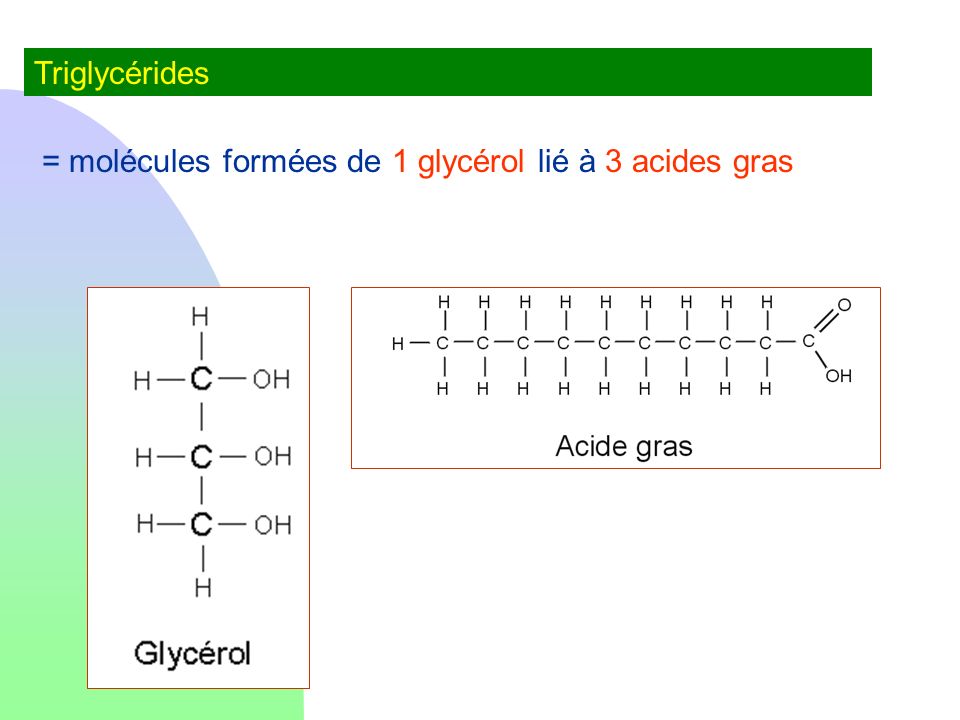 Triglycérides = molécules formées de 1 glycérol lié à 3 acides gras