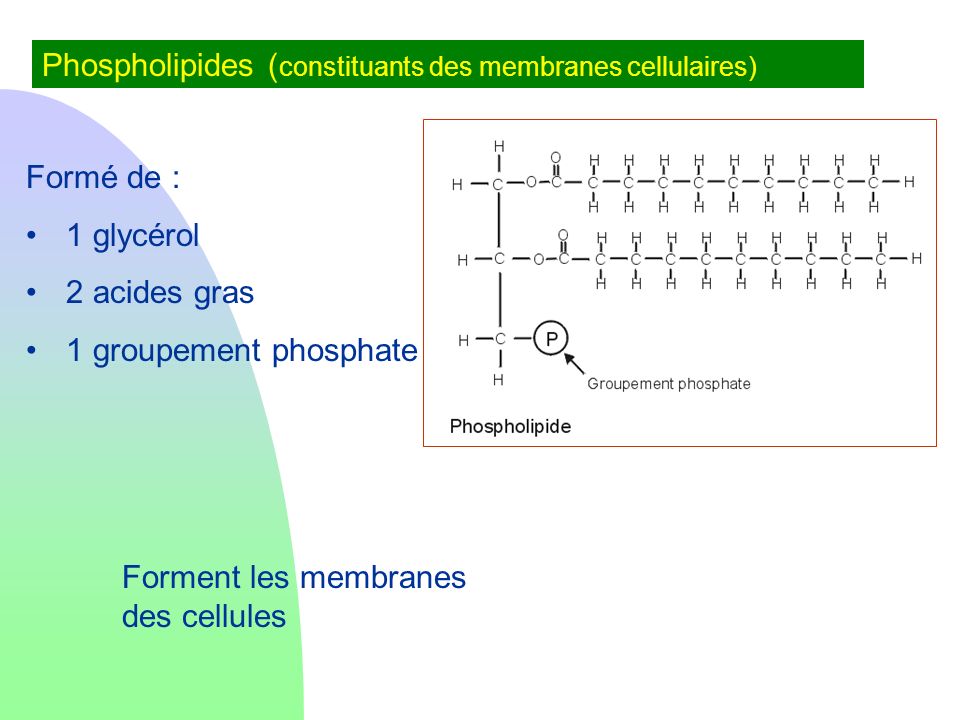 Phospholipides (constituants des membranes cellulaires)
