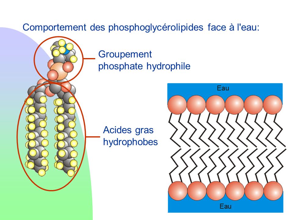 Comportement des phosphoglycérolipides face à l eau: