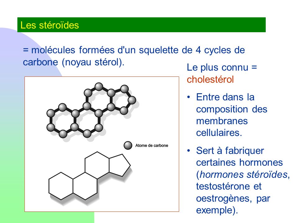 Les stéroïdes = molécules formées d un squelette de 4 cycles de carbone (noyau stérol). Le plus connu = cholestérol.