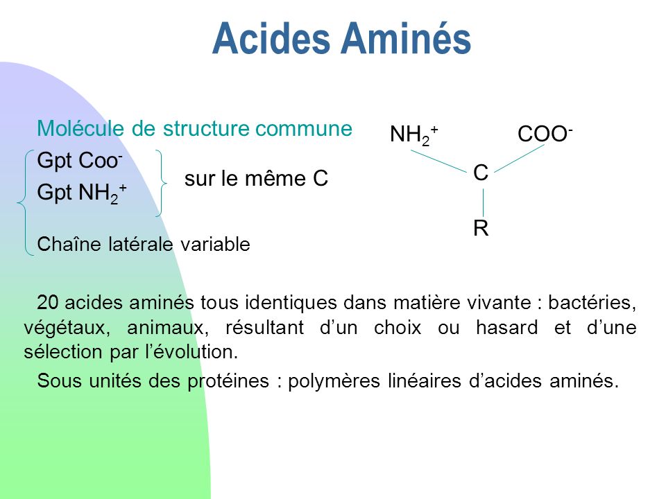 Acides Aminés Molécule de structure commune Gpt Coo- Gpt NH2+ NH2+