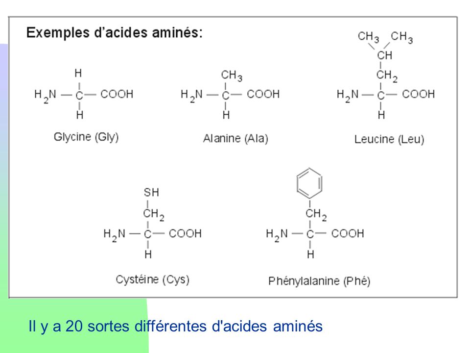 Il y a 20 sortes différentes d acides aminés