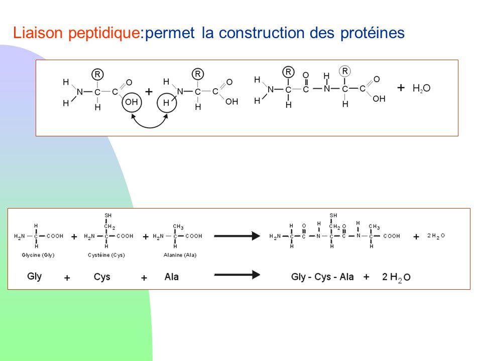 Liaison peptidique:permet la construction des protéines