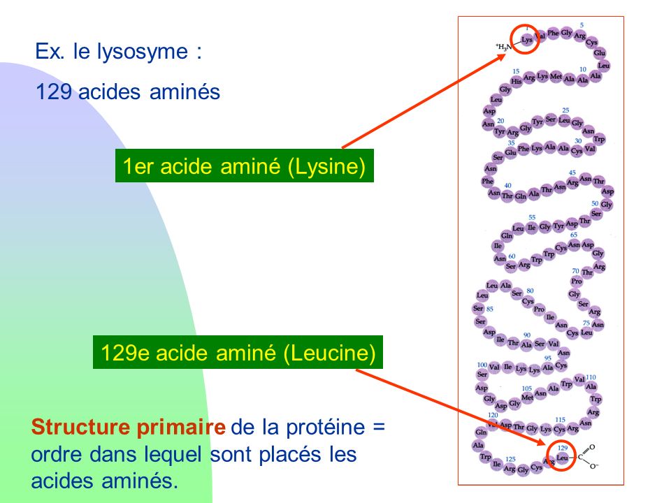 1er acide aminé (Lysine)