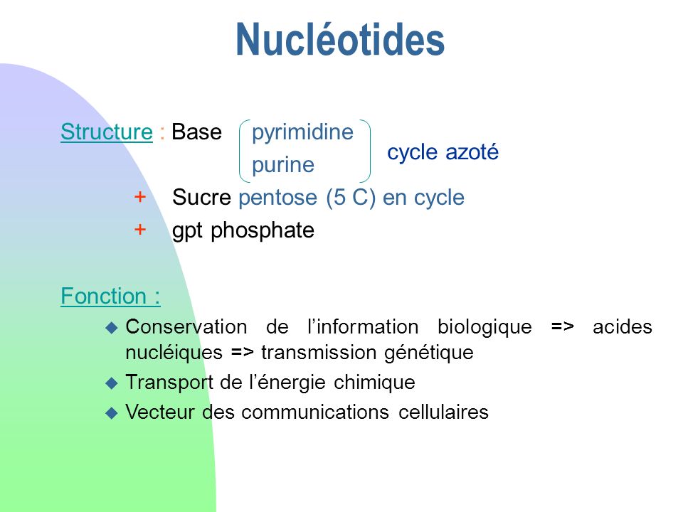 Nucléotides Structure : Base pyrimidine purine cycle azoté