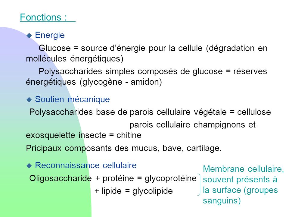 Fonctions : Energie. Glucose = source d’énergie pour la cellule (dégradation en mollécules énergétiques)