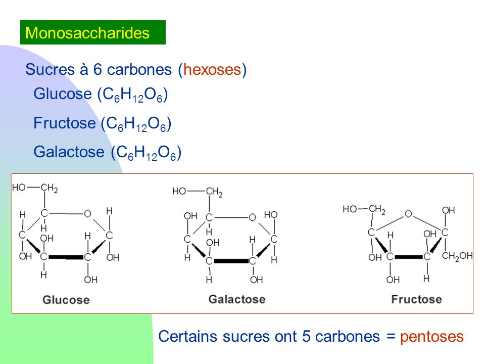 Monosaccharides Sucres à 6 carbones (hexoses) Glucose (C6H12O6) Fructose (C6H12O6) Galactose (C6H12O6)