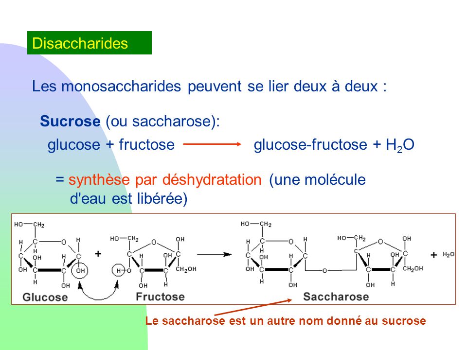 Les monosaccharides peuvent se lier deux à deux :