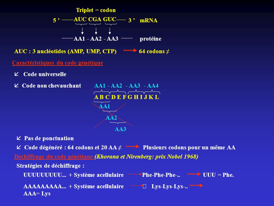 Triplet = codon 5 ’ AUC CGA GUC. 3 ’ mRNA. AA1 - AA2 - AA3. protéine. AUC : 3 nucléotides (AMP, UMP, CTP) 64 codons ≠