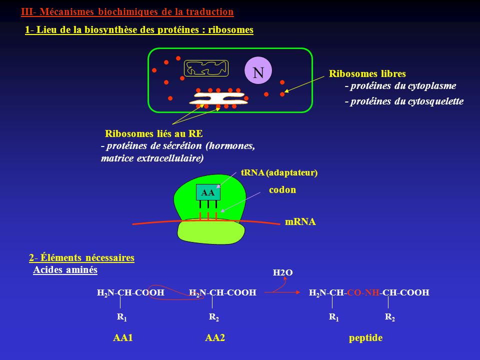 N III- Mécanismes biochimiques de la traduction