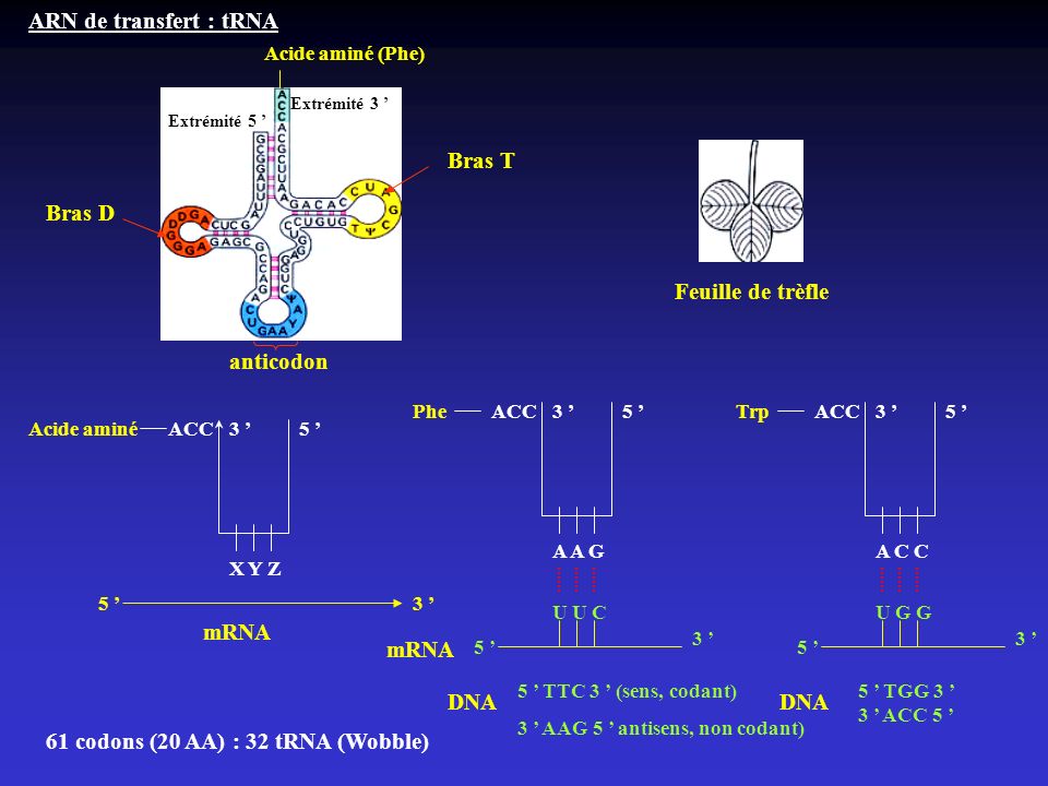 61 codons (20 AA) : 32 tRNA (Wobble)