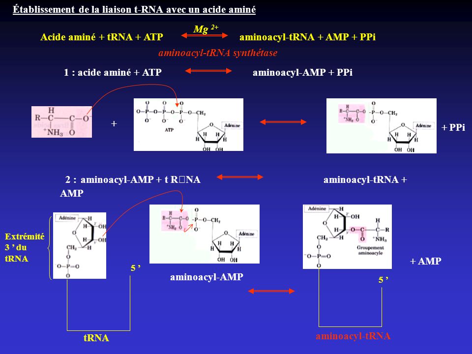 Établissement de la liaison t-RNA avec un acide aminé