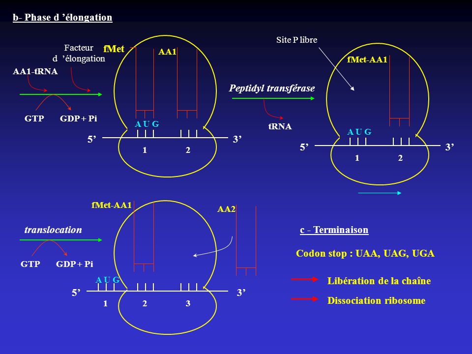 Libération de la chaîne 5’ 3’ Dissociation ribosome